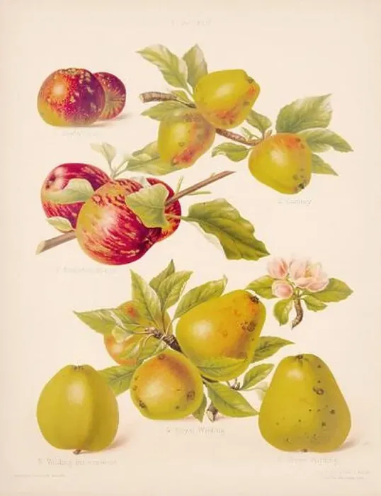 Framed Print : Vintage Apple illustration Framed Print : Vintage Apple illustration