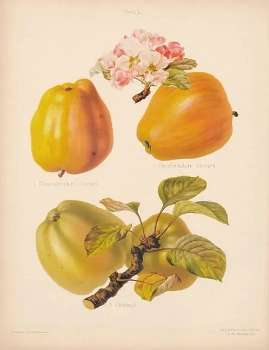 Framed Print : Vintage Apple illustration Framed Print : Vintage Apple illustration