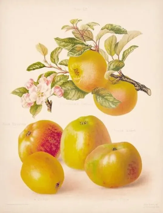 Framed Print : Vintage Apple illustration Framed Print : Vintage Apple illustration
