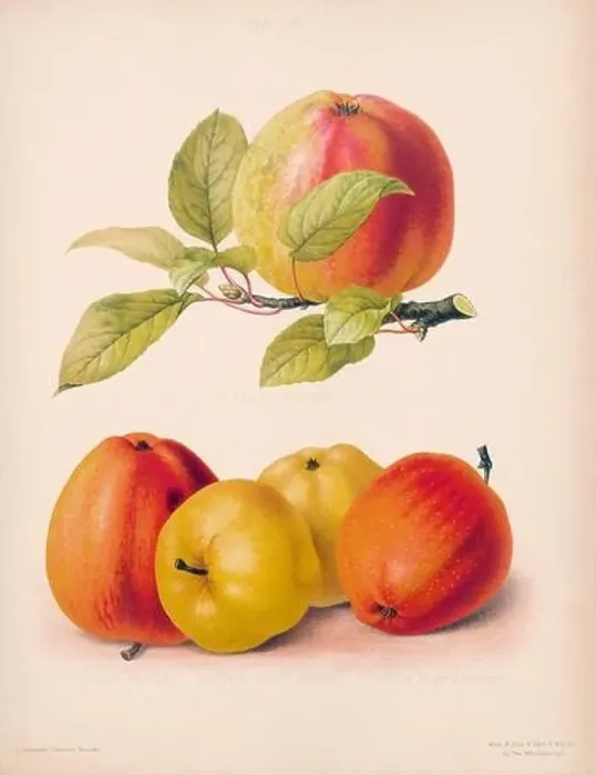 Framed Print : Vintage Apple illustration Framed Print : Vintage Apple illustration
