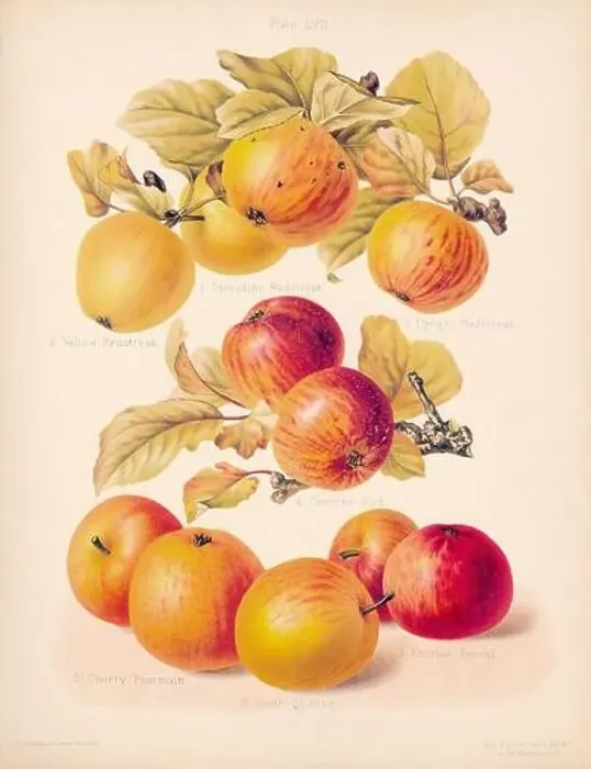 Framed Print : Vintage Apple illustration Framed Print : Vintage Apple illustration
