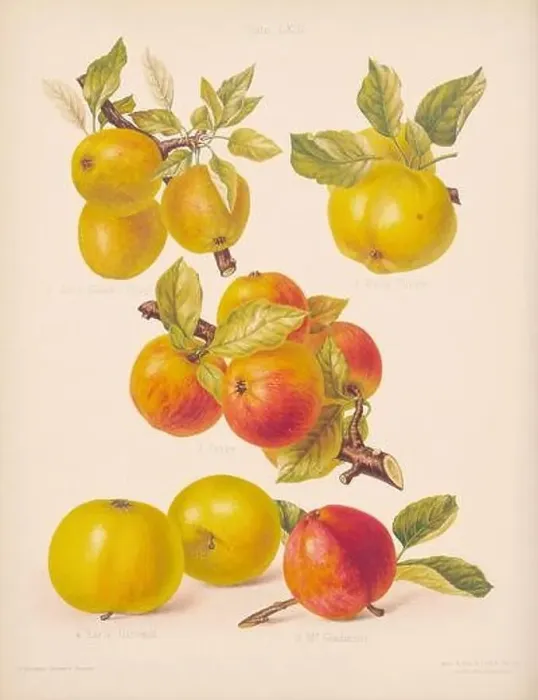 Framed Print : Vintage Apple illustration Framed Print : Vintage Apple illustration