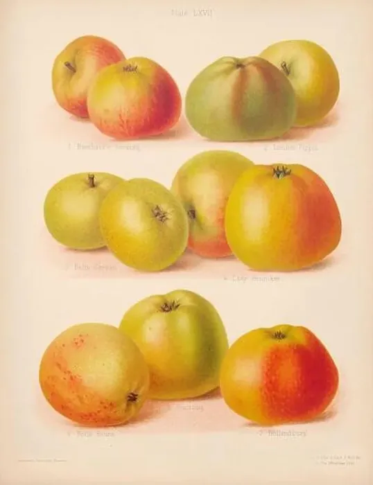 Framed Print : Vintage Apple illustration Framed Print : Vintage Apple illustration