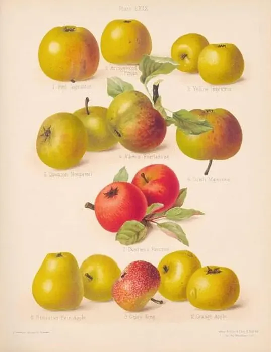 Framed Print : Vintage Apple illustration Framed Print : Vintage Apple illustration