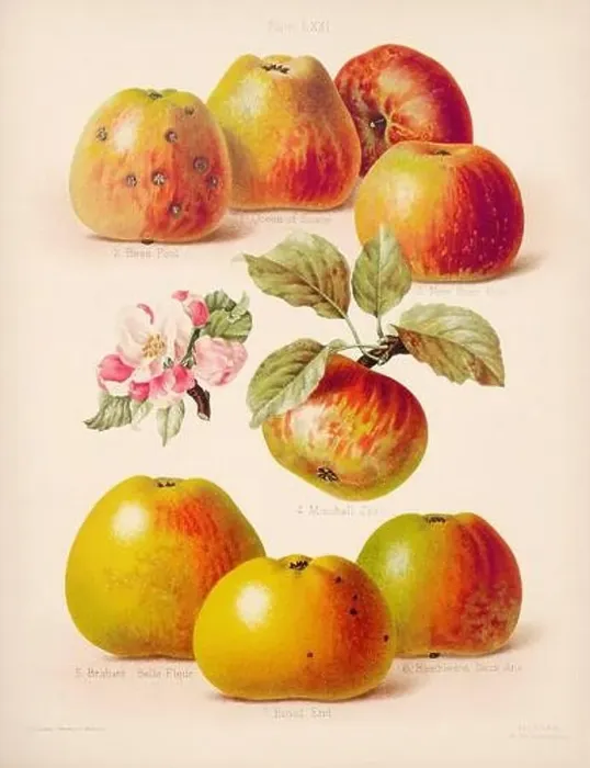 Framed Print : Vintage Apple illustration Framed Print : Vintage Apple illustration