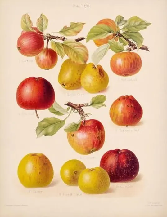 Framed Print : Vintage Apple illustration Framed Print : Vintage Apple illustration