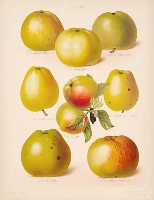 Framed Print : Vintage Apple illustration Framed Print : Vintage Apple illustration