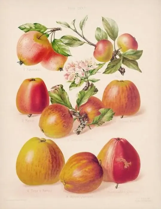 Framed Print : Vintage Apple illustration