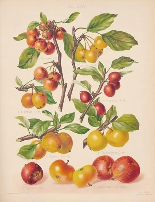 Framed Print : Vintage Apple illustration Framed Print : Vintage Apple illustration