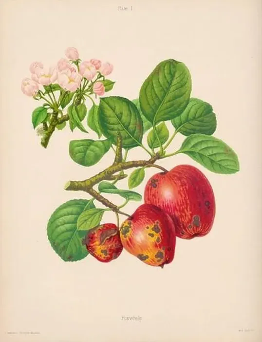 Framed Print : Vintage Apple illustration Framed Print : Vintage Apple illustration