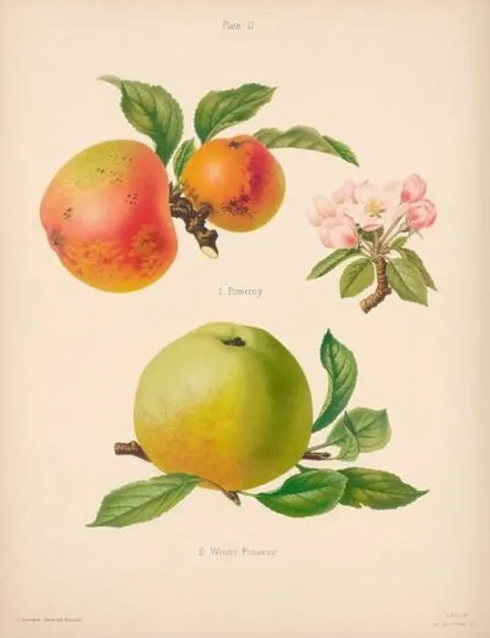 Framed Print : Vintage Apple illustration Framed Print : Vintage Apple illustration