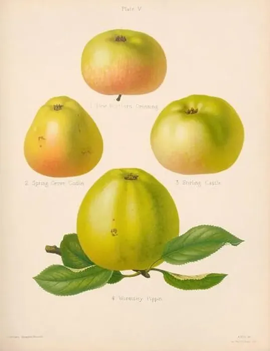 Framed Print : Vintage Apple illustration Framed Print : Vintage Apple illustration