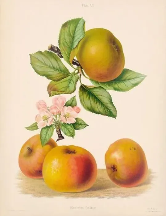 Framed Print : Vintage Apple illustration Framed Print : Vintage Apple illustration