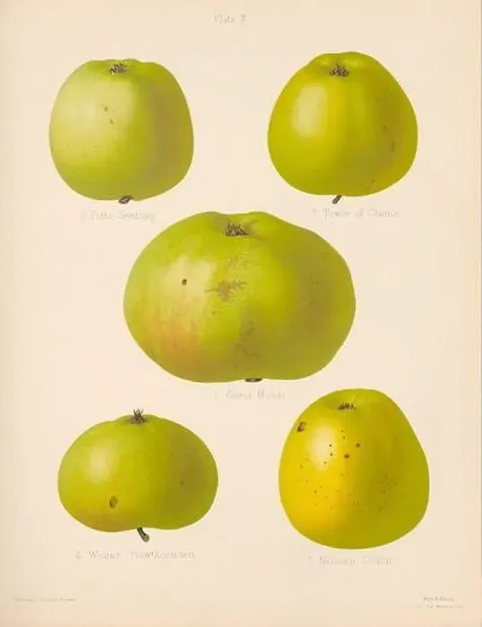 Framed Print : Vintage Apple illustration Framed Print : Vintage Apple illustration