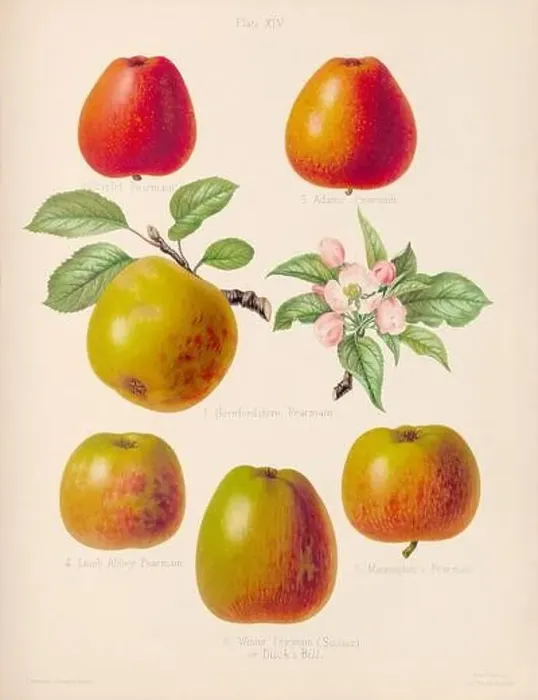 Framed Print : Vintage Apple illustration Framed Print : Vintage Apple illustration