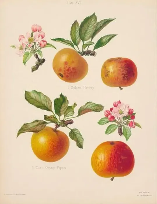 Framed Print : Vintage Apple illustration Framed Print : Vintage Apple illustration