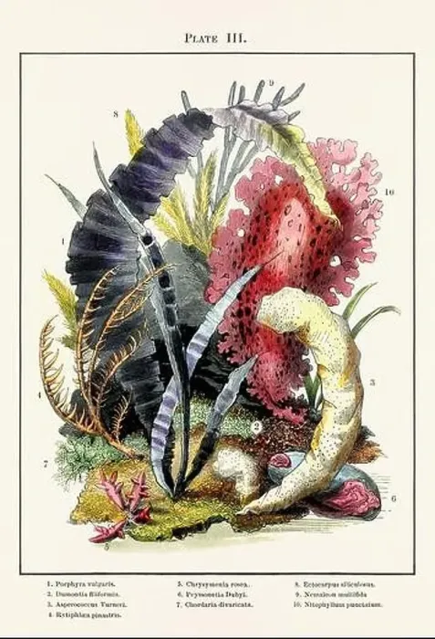 Framed Print : Vintage aquarium illustration from a 19th-century book on marine aquariums, their establishment, and preservation Framed Print : Vintage aquarium illustration from a 19th-century book on marine aquariums, their establishment, and preservation