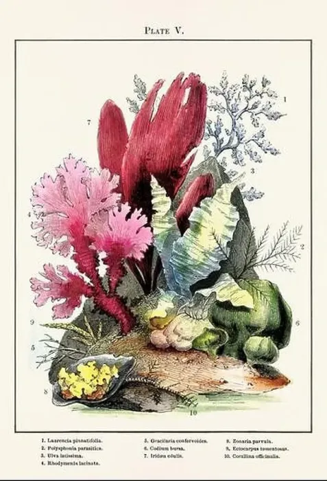 Framed Print : Vintage aquarium illustration from a 19th-century book on marine aquariums, their establishment, and preservation Framed Print : Vintage aquarium illustration from a 19th-century book on marine aquariums, their establishment, and preservation