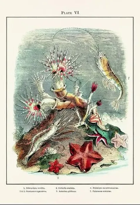 Framed Print : Vintage aquarium illustration from a 19th-century book on marine aquariums, their establishment, and preservation Framed Print : Vintage aquarium illustration from a 19th-century book on marine aquariums, their establishment, and preservation