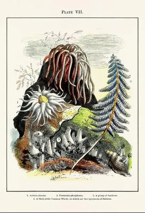 Framed Print : Vintage aquarium illustration from a 19th-century book on marine aquariums, their establishment, and preservation Framed Print : Vintage aquarium illustration from a 19th-century book on marine aquariums, their establishment, and preservation