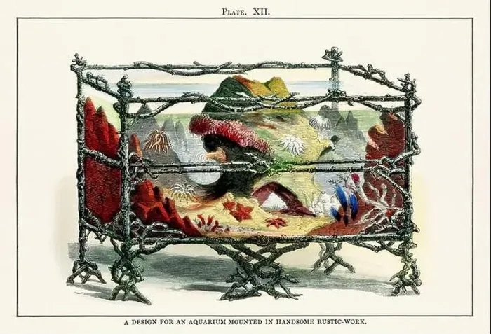 Framed Print : Vintage aquarium illustration from a 19th-century book on marine aquariums, their establishment, and preservation Framed Print : Vintage aquarium illustration from a 19th-century book on marine aquariums, their establishment, and preservation