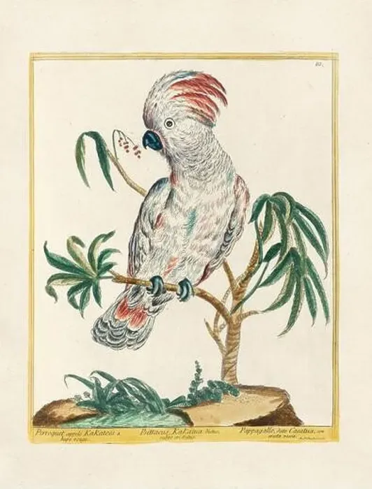 Framed Print : Vintage bird illustration. 18th century bird art. The Cockatoo. Ca. 1780 Framed Print : Vintage bird illustration. 18th century bird art. The Cockatoo. Ca. 1780