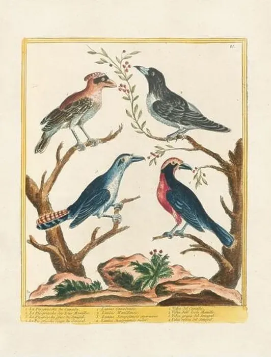 Framed Print : Vintage bird illustration. 18th century bird art. Ca. 1780 Framed Print : Vintage bird illustration. 18th century bird art. Ca. 1780