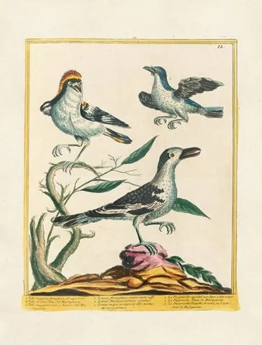 Framed Print : Vintage bird illustration. 18th century bird art. Ca. 1780 Framed Print : Vintage bird illustration. 18th century bird art. Ca. 1780