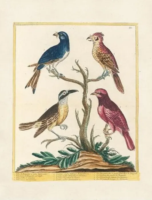 Framed Print : Vintage bird illustration. 18th century bird art. Ca. 1780 Framed Print : Vintage bird illustration. 18th century bird art. Ca. 1780