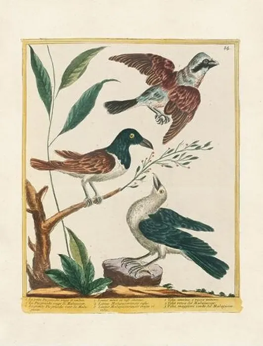 Framed Print : Vintage bird illustration. 18th century bird art. Ca. 1780 Framed Print : Vintage bird illustration. 18th century bird art. Ca. 1780
