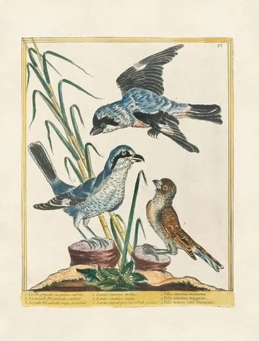 Framed Print : Vintage bird illustration. 18th century bird art. Ca. 1780 Framed Print : Vintage bird illustration. 18th century bird art. Ca. 1780