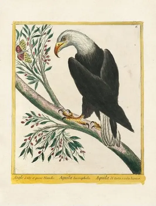 Framed Print : Vintage bird illustration. 18th century bird art. The Eagle. Ca. 1780 Framed Print : Vintage bird illustration. 18th century bird art. The Eagle. Ca. 1780