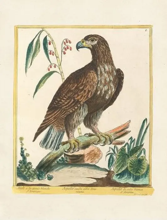 Framed Print : Vintage bird illustration. 18th century bird art. The Eagle. Ca. 1780 Framed Print : Vintage bird illustration. 18th century bird art. The Eagle. Ca. 1780