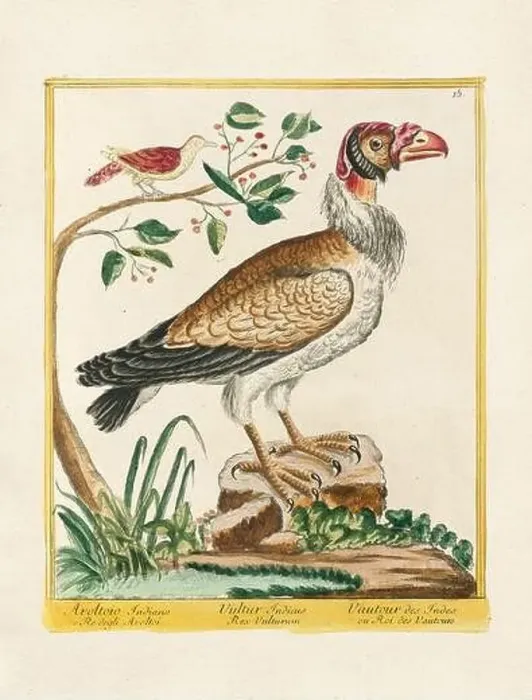Framed Print : Vintage bird illustration. 18th century bird art. The Vulture. Ca. 1780 Framed Print : Vintage bird illustration. 18th century bird art. The Vulture. Ca. 1780