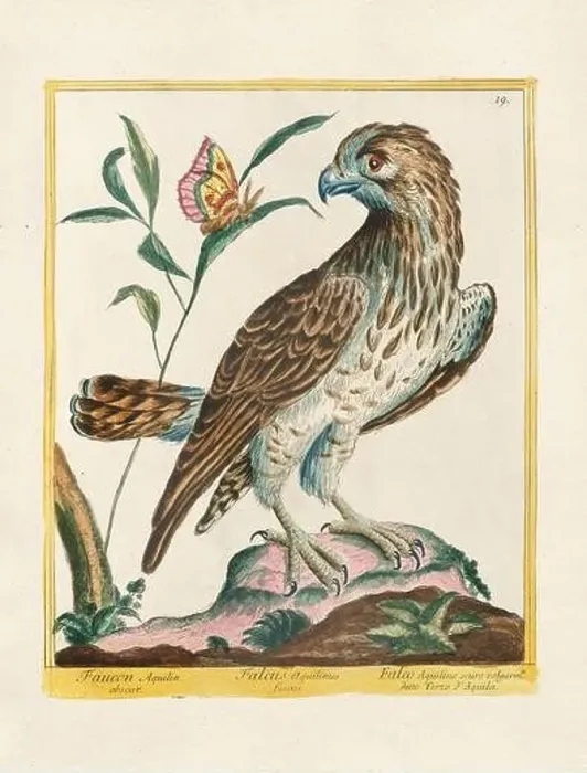 Framed Print : Vintage bird illustration. 18th century bird art. The Falcon. Ca. 1780 Framed Print : Vintage bird illustration. 18th century bird art. The Falcon. Ca. 1780