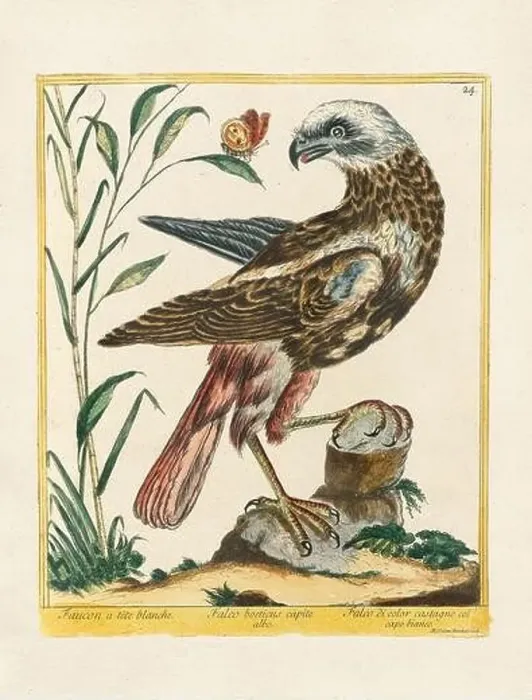 Framed Print : Vintage bird illustration. 18th century bird art. The Falcon. Ca. 1780 Framed Print : Vintage bird illustration. 18th century bird art. The Falcon. Ca. 1780
