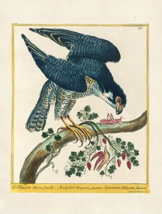 Framed Print : Vintage bird illustration. 18th century bird art. The Falcon. Ca. 1780 Framed Print : Vintage bird illustration. 18th century bird art. The Falcon. Ca. 1780