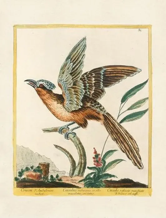 Framed Print : Vintage bird illustration. 18th century bird art. The Cuckoo. Ca. 1780 Framed Print : Vintage bird illustration. 18th century bird art. The Cuckoo. Ca. 1780