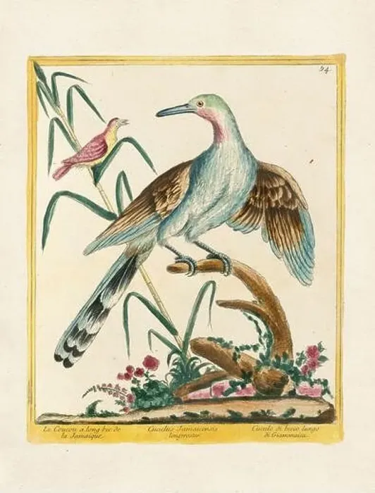 Framed Print : Vintage bird illustration. 18th century bird art. The Cuckoo. Ca. 1780 Framed Print : Vintage bird illustration. 18th century bird art. The Cuckoo. Ca. 1780