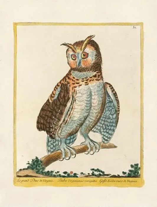 Framed Print : Vintage bird illustration. 18th century bird art. The Owl. Ca. 1780 Framed Print : Vintage bird illustration. 18th century bird art. The Owl. Ca. 1780