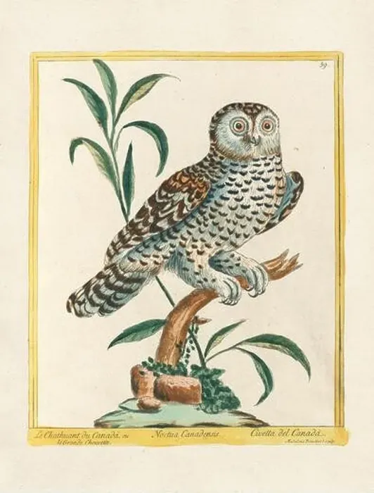 Framed Print : Vintage bird illustration. 18th century bird art. The Owl. Ca. 1780 Framed Print : Vintage bird illustration. 18th century bird art. The Owl. Ca. 1780