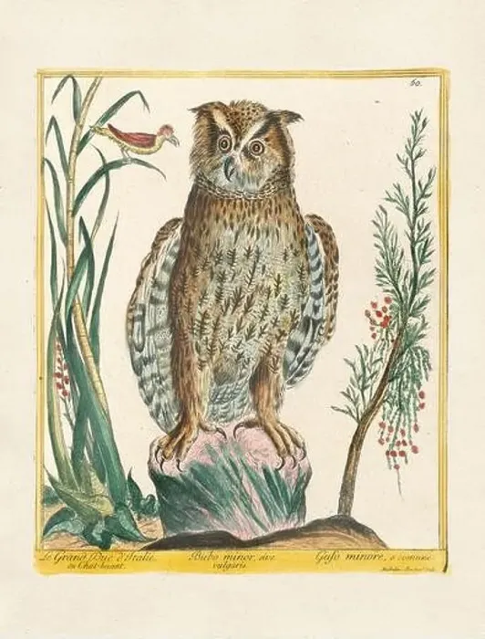 Framed Print : Vintage bird illustration. 18th century bird art. The Owl. Ca. 1780 Framed Print : Vintage bird illustration. 18th century bird art. The Owl. Ca. 1780