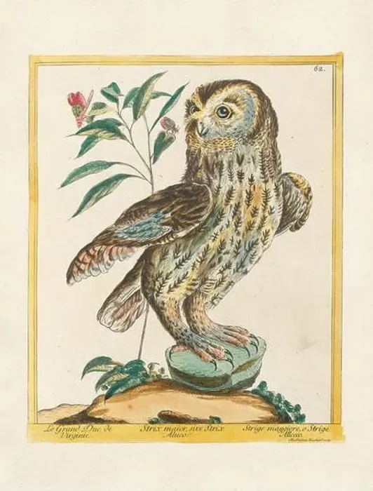Framed Print : Vintage bird illustration. 18th century bird art. The Owl. Ca. 1780 Framed Print : Vintage bird illustration. 18th century bird art. The Owl. Ca. 1780
