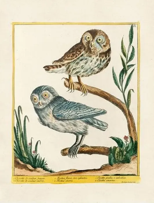 Framed Print : Vintage bird illustration. 18th century bird art. The Owl. Ca. 1780 Framed Print : Vintage bird illustration. 18th century bird art. The Owl. Ca. 1780
