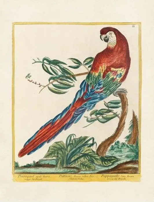 Framed Print : Vintage bird illustration. 18th century bird art. The Scarlet Macaw. Ca. 1780 Framed Print : Vintage bird illustration. 18th century bird art. The Scarlet Macaw. Ca. 1780