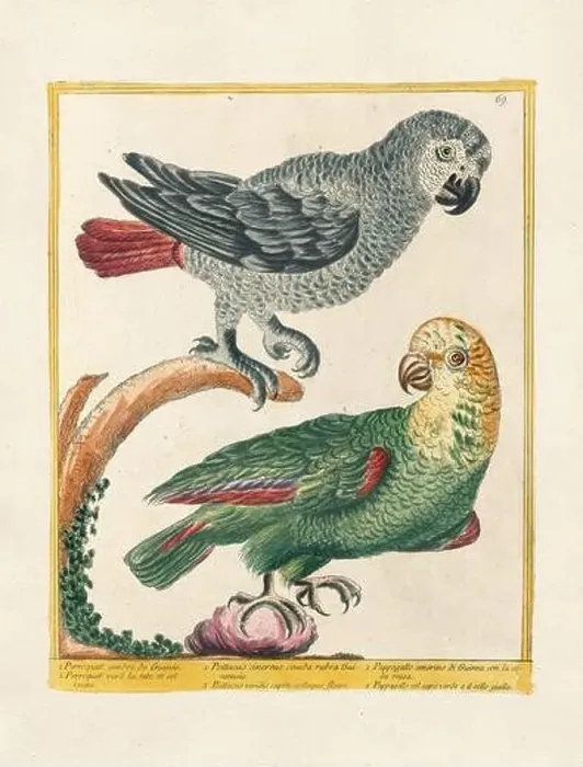 Framed Print : Vintage bird illustration. 18th century bird art. The Parrot. Ca. 1780 Framed Print : Vintage bird illustration. 18th century bird art. The Parrot. Ca. 1780