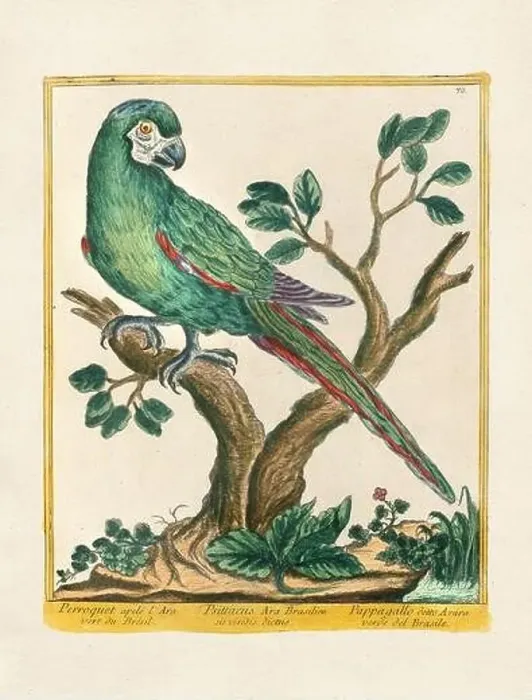Framed Print : Vintage bird illustration. 18th century bird art. The Parrot. Ca. 1780 Framed Print : Vintage bird illustration. 18th century bird art. The Parrot. Ca. 1780