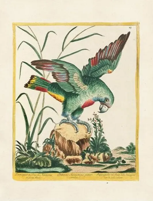 Framed Print : Vintage bird illustration. 18th century bird art. The Parrot. Ca. 1780 Framed Print : Vintage bird illustration. 18th century bird art. The Parrot. Ca. 1780