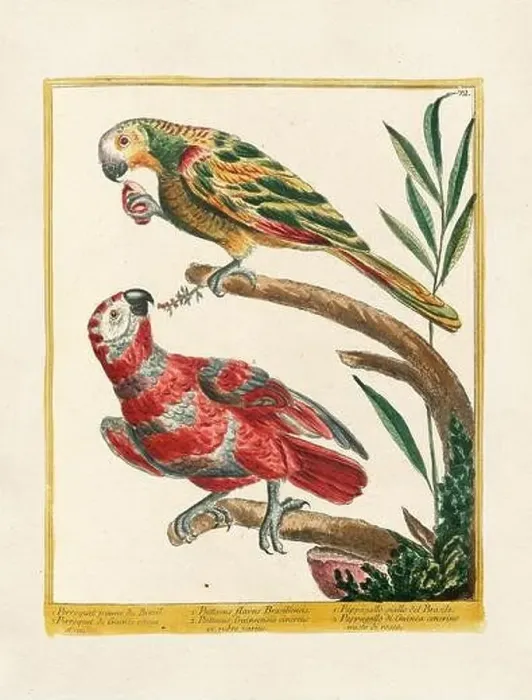 Framed Print : Vintage bird illustration. 18th century bird art. The Parrot. Ca. 1780 Framed Print : Vintage bird illustration. 18th century bird art. The Parrot. Ca. 1780