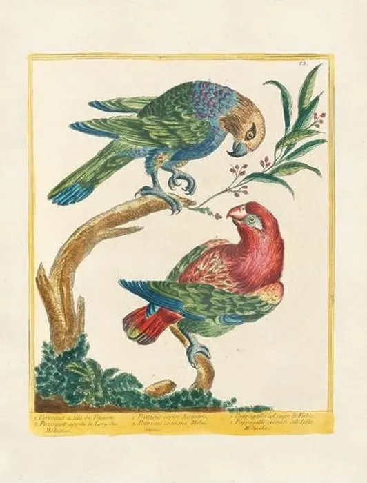 Framed Print : Vintage bird illustration. 18th century bird art. The Parrot. Ca. 1780 Framed Print : Vintage bird illustration. 18th century bird art. The Parrot. Ca. 1780